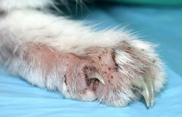 Малассезиоз одна из самых тяжело излечимых болезней кожи у кошки