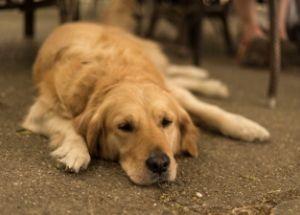 Малая подвижность собаки - одна из причин дисплазии