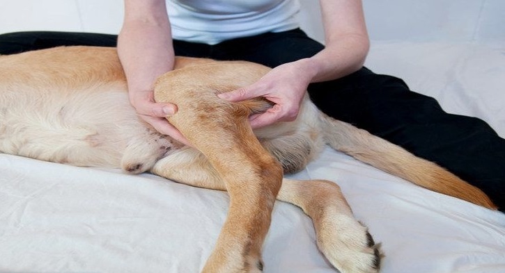 Массаж пораженного сустава у больного пса