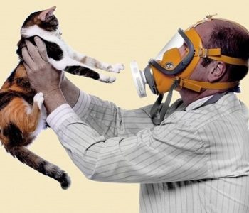Можно ли купировать аллергию на кошек при помощи лекарственных препаратов?