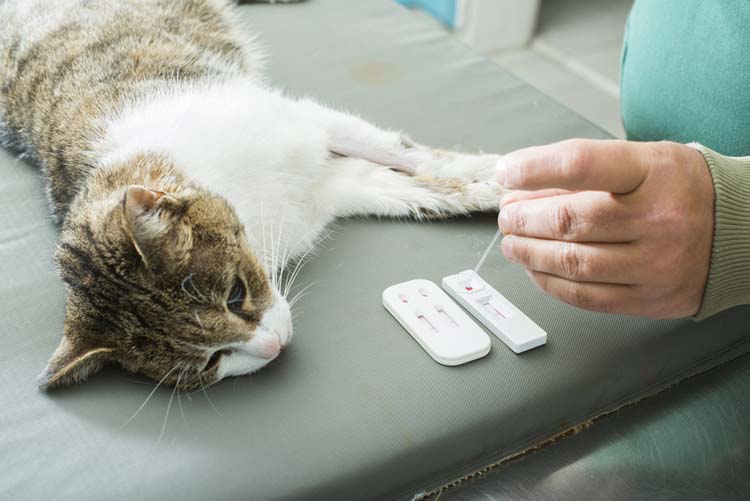 Изнурять кота медицинскими анализами в случае пищевой аллергии неэффективно