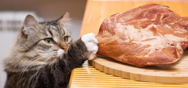 Мясо должно быть нечастым деликатесом для котенка, поскольку его нелегко переварить