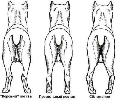 Наглядное изображение дисплазии тазобедренных суставов