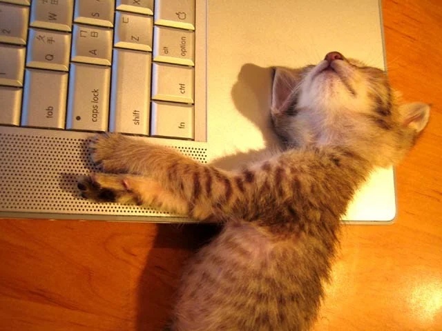 Нагретая клавиатура - излюбленное место отдыха для котят и взрослых кошек