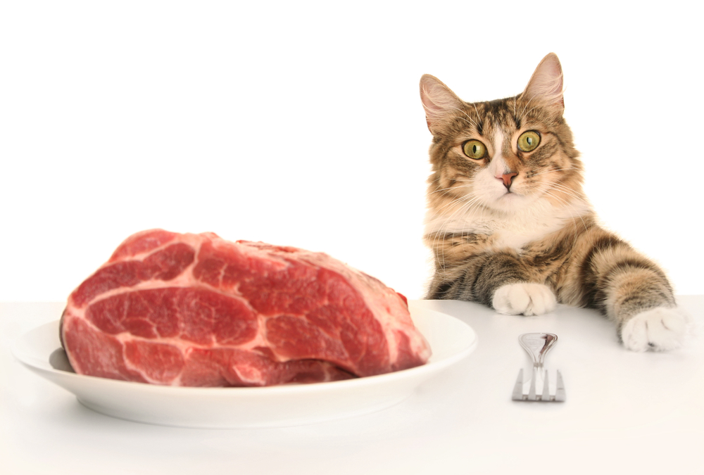 Нежирное мясо (говядину) необходимо можно включать в рацион кошки