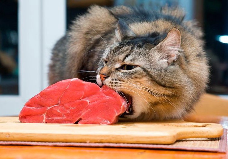 Не давайте кошкам мясо неизвестного происхождения