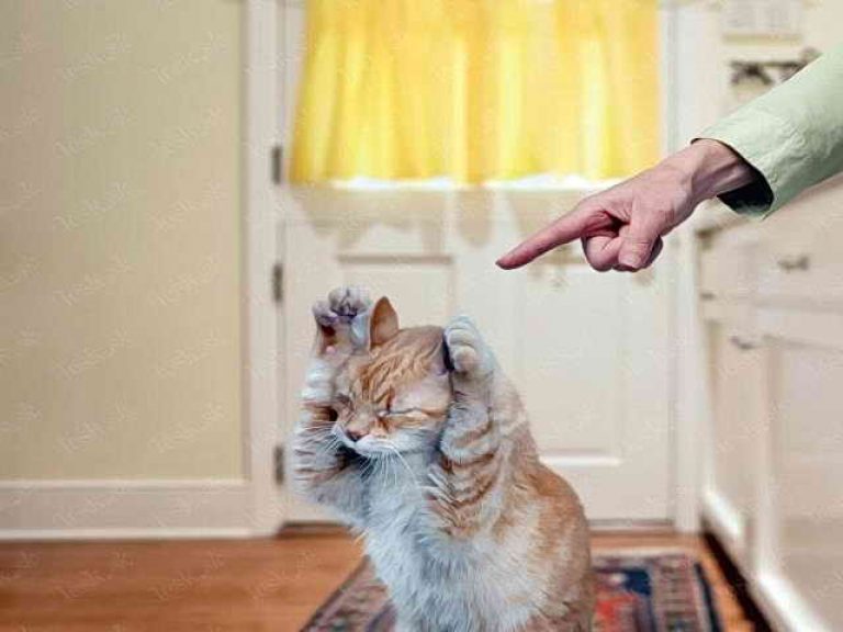 Не ругайтесь на кошку!