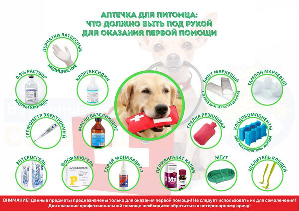 Необходимые предметы для оказания первой медицинской помощи собаке