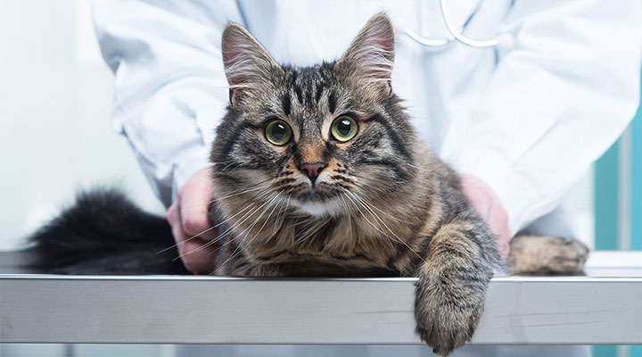Непривитый кот - легкая добыча для инфекций, блуждающих по ветклиникам