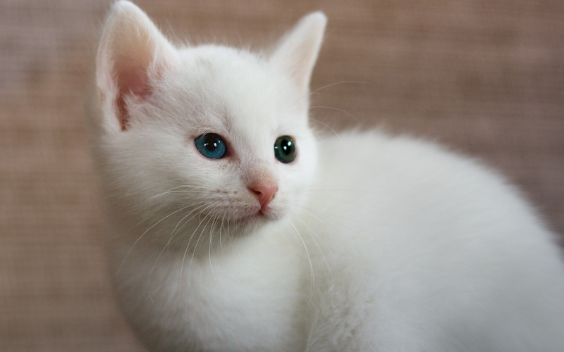 Несмотря на расхожесть мифа о глухоте, этот недуг распространяется лишь на 15% белых кошек