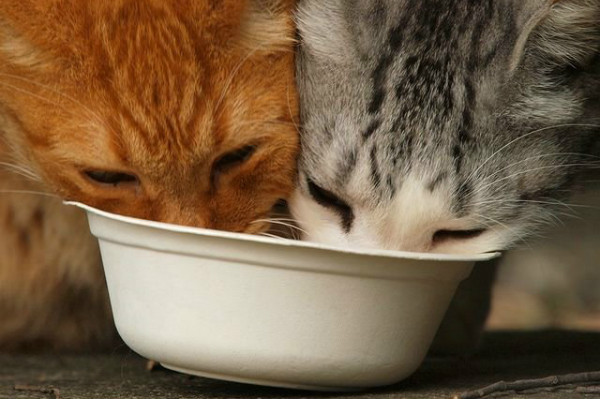 Обеспечить всеми необходимыми витаминами стерилизованного кота может только специально подобранный корм