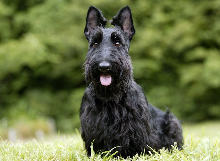 Определенные породы собак, к примеру шотландский терьер, имеют предрасположенность к глюкозурии