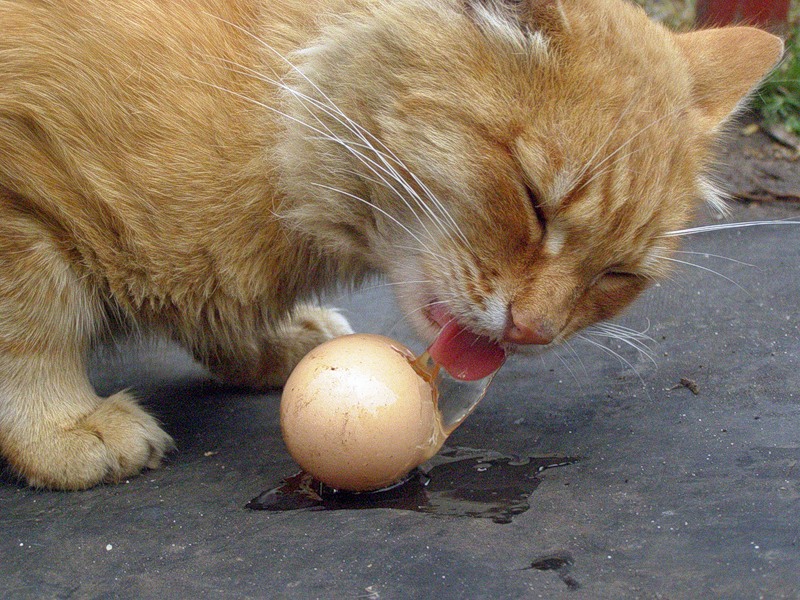 Особая любовь у котов обнаруживается к яичному желтку