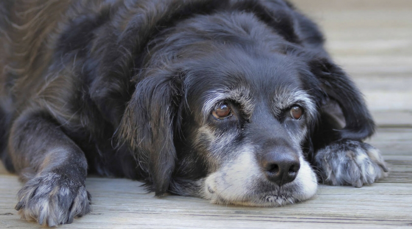 Особую опасность представляют аллергические приступы для хрупких организмов пожилых собак
