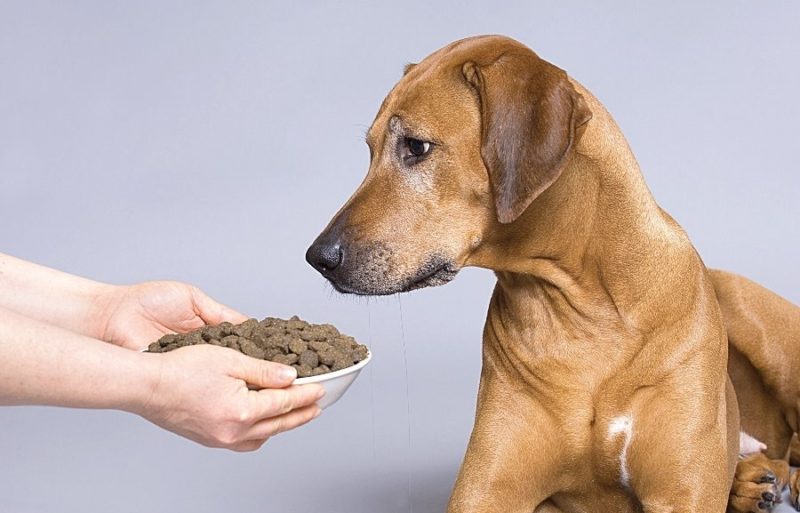 Отказ от еды - важный симптом болезни собак