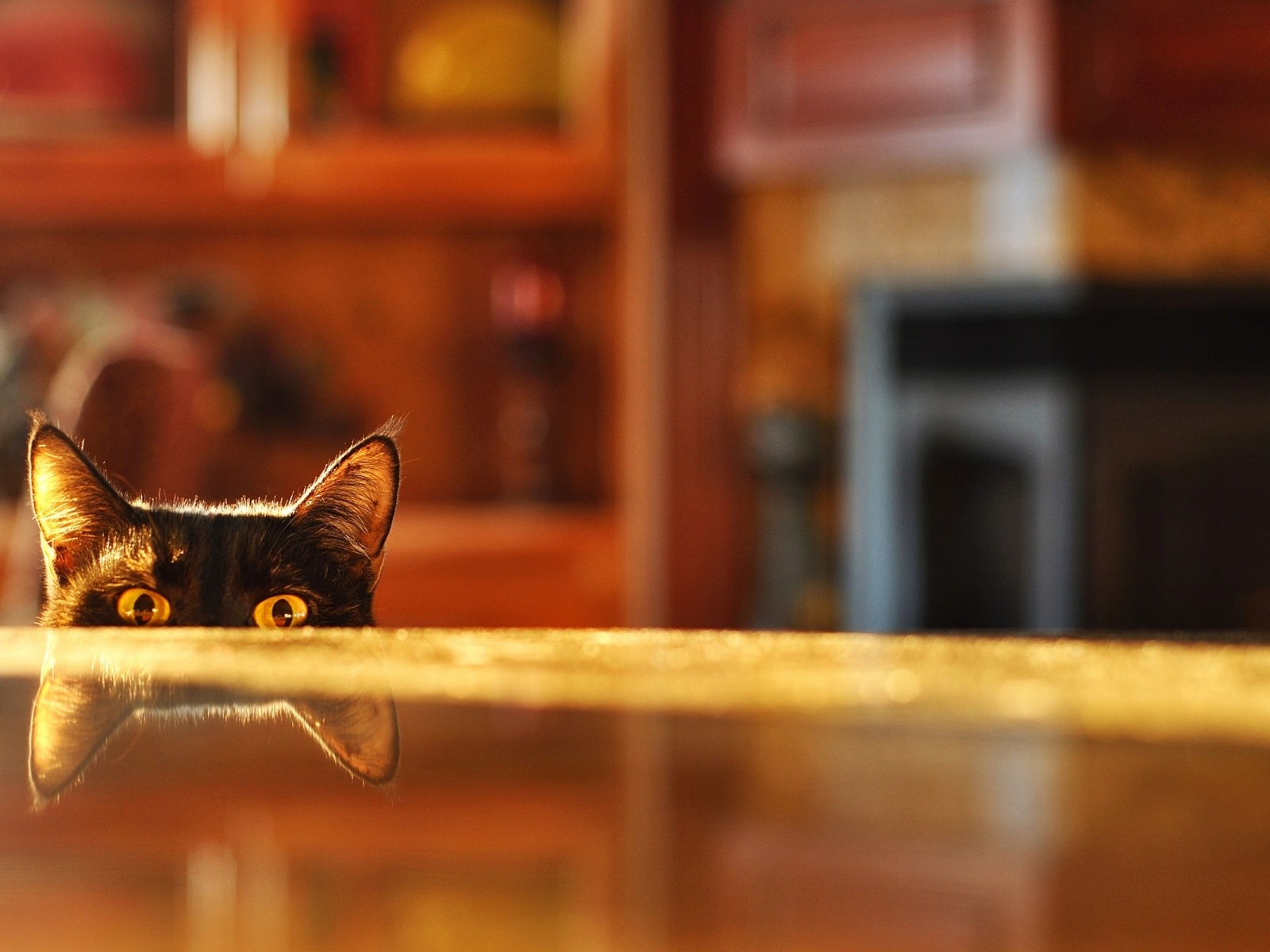 кот и пузырек на краю стола