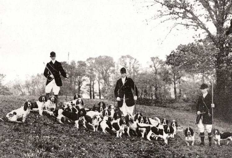 Охота с бассетами, Англия, 1935 годОхота с бассетами, Англия, 1935 год