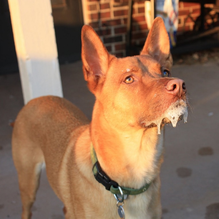 Пена изо рта – один из симптомов бешенства у собак