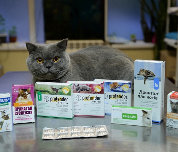 Перегружать организм кота перед операцией всевозможными таблетками не стоит