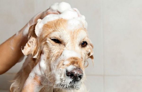 Перед нанесением местного препарата от демодекоза собаку моют мягким шампунем