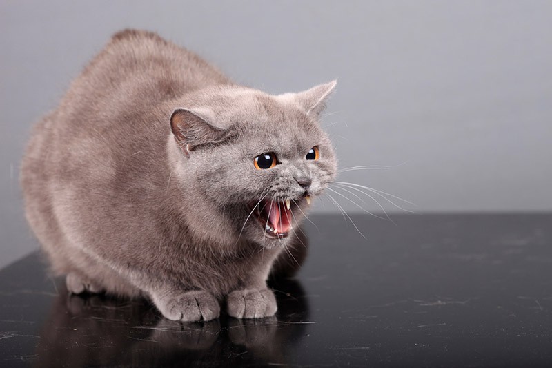 Перенаправленная агрессия позволяет коту справиться с накопившемся напряжением и выпустить пар