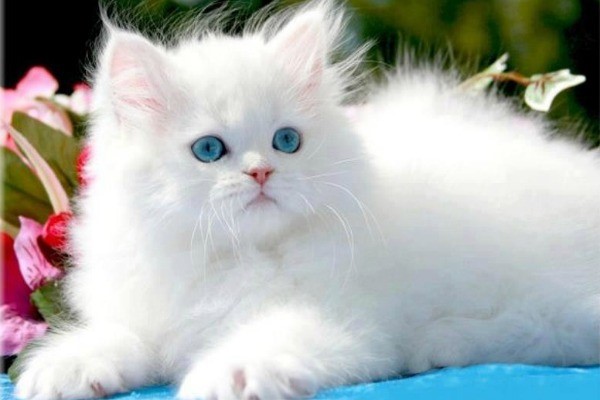 Персидский котёнок с ангельской внешностью