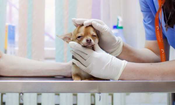 Лечением аллергии занимаются узкопрофильные ветеринары — иммунолог, дерматолог и аллерголог