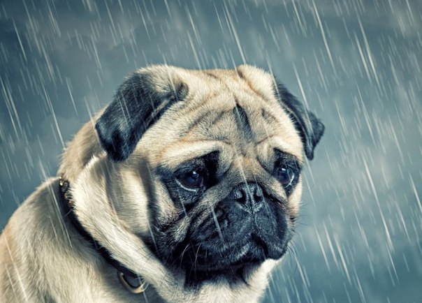 Плохая погода может стать для собаки причиной нежелания продолжать выгул