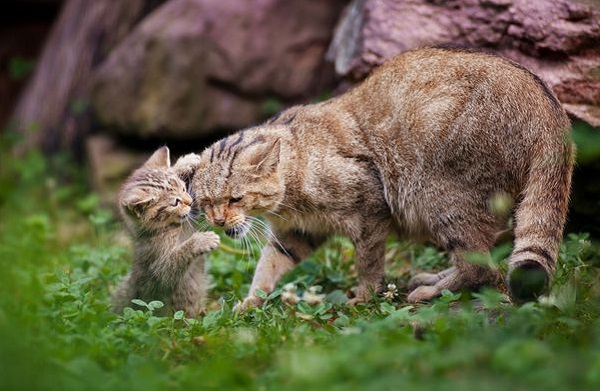 Повышенное беспокойство кошки за сохранность ее малышей будет постепенно спадать по мере их взросления