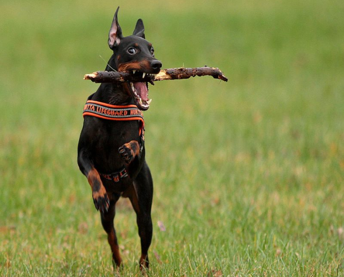 Подвижные игры – залог гармоничного развития собаки