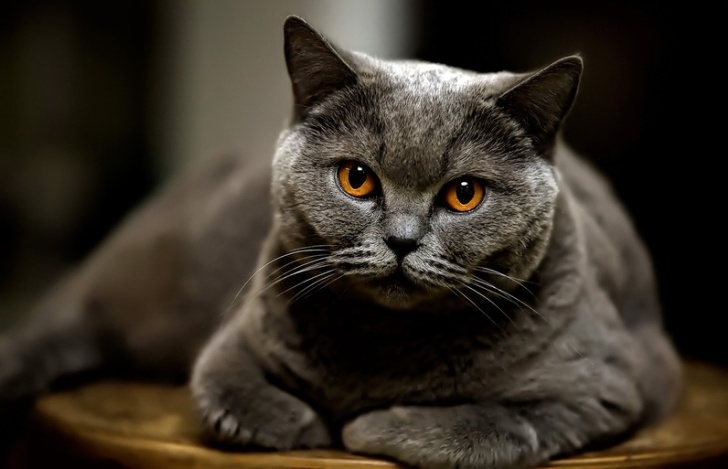 Породистым котам, ввиду подверженности аллергии, следует питаться кормами супер-премиум