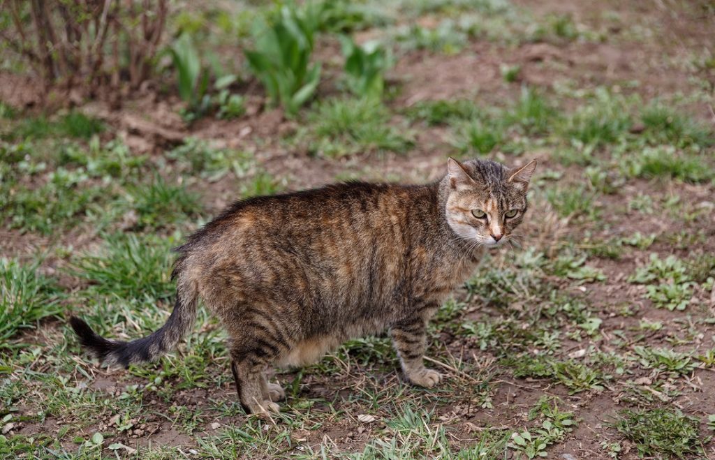 После уличных приключений кот может принести с собой не только грязь, но и заразные болезни