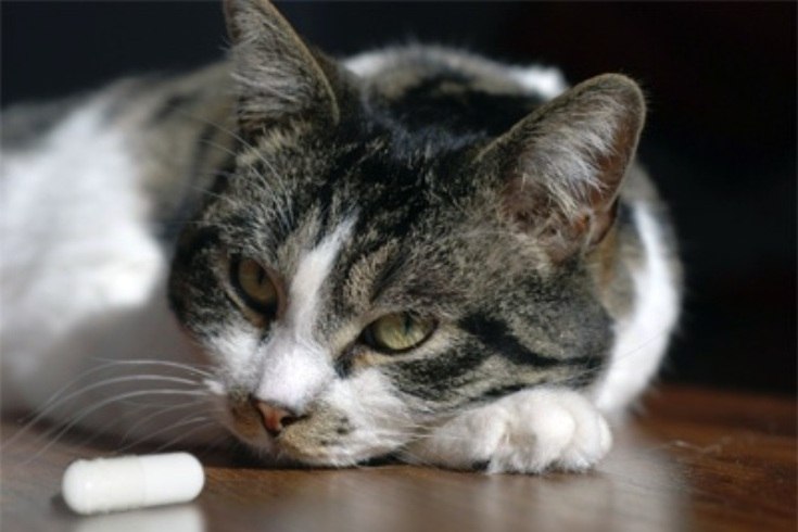 Появление у кота глистов сопровождается с внешними проявлениями апатии и равнодушия к пище