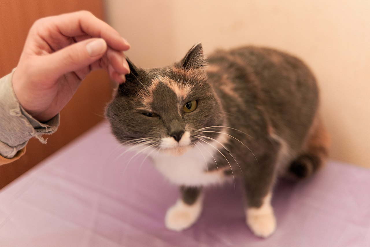 Правильный уход за котом во время терапии - залог скорейшего выздоровления