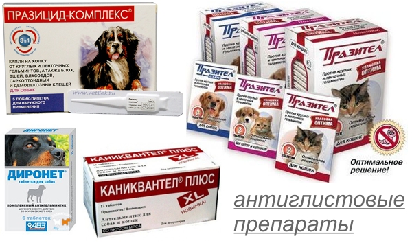 Препараты для лечения глистов у собаки