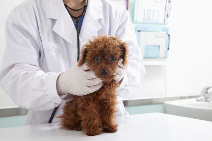 При подозрении на боррелиоз собаку необходимо срочно отвести к ветеринару