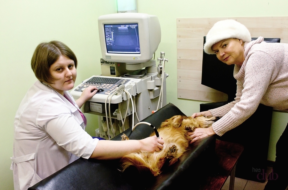 При подозрении на заболевание печени у собаки ветеринарный специалист проводит диагностику