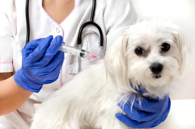 При скученном содержании животных необходимо проводить поголовную иммунизацию вакцин