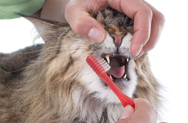 При увлечении кота консервам, всю заботу о его зубах должен взять на себя владелец