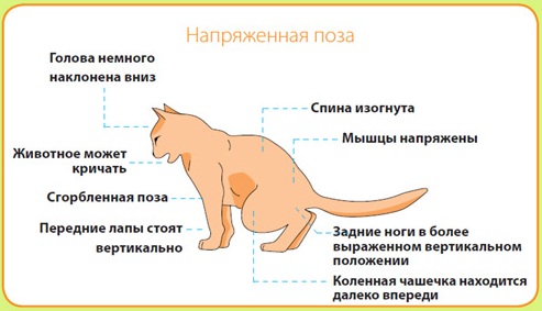 Признаки заболевания почек у кошки