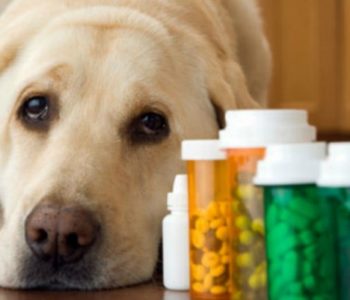 Причина, вызывающая дерматит у собак, имеет аллергическую основу