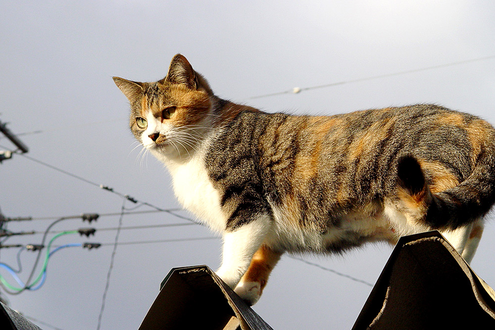 Профилактика должна проводится и для котов, бывающих на улице, и для котов-домоседов