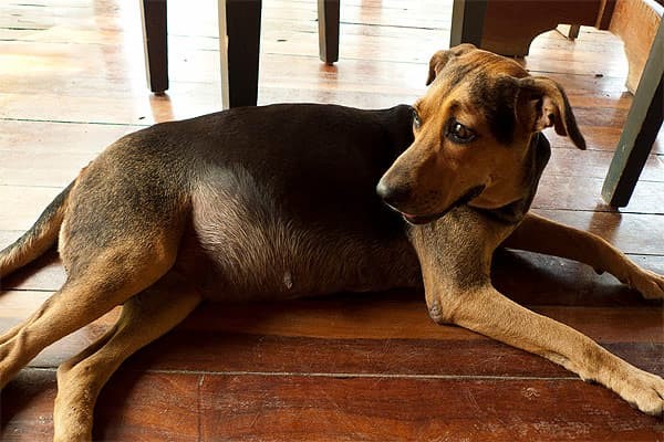 Раздувшийся живот у собаки – повод для экстренной госпитализации