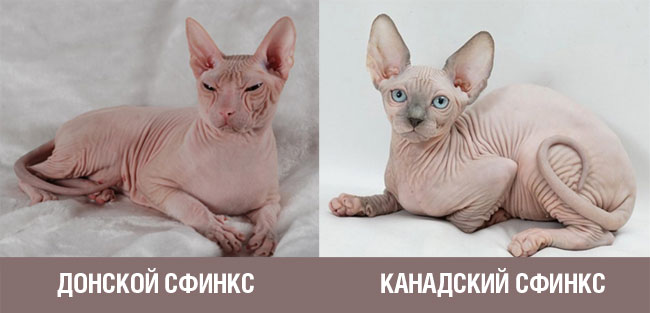 Разница между голокожими кошками