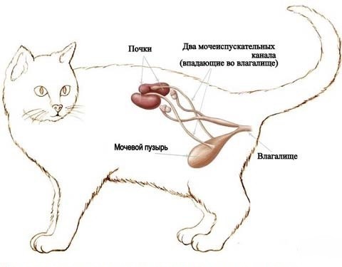 Расположение почек у кошки