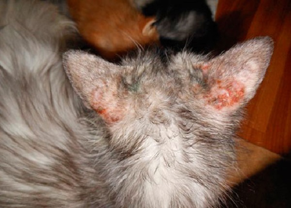 Расчесывание раздраженных участков коши в худшем случае приводит к заражению крови