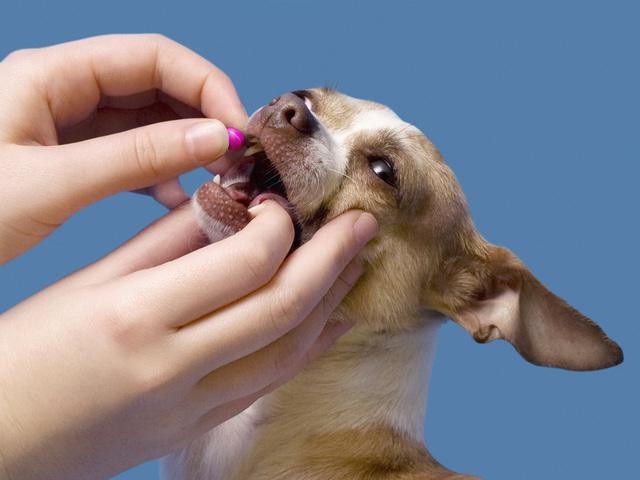 Реакция на противосудорожные препараты у всех собак индивидуальна, встречаются случаи непереносимости