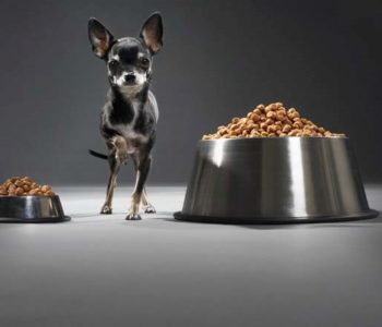 Резкая смена питания может привести к срыву ЖКТ собаки