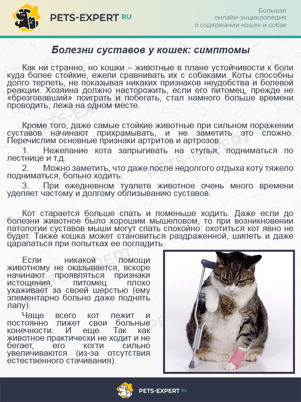 Болезни суставов у кошек: симптомы