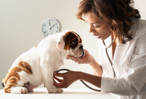 Самой распространённой причиной болезней ушей собак является засорение слухового прохода